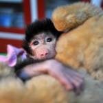 Turchia, famiglia adotta babbuino neonato FOTO04