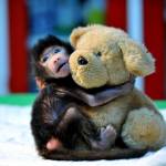 Turchia, famiglia adotta babbuino neonato FOTO02