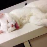 Setsu-Chan, il gatto giapponese che quando dorme diventa brutto02