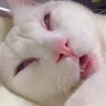 Setsu-Chan, il gatto giapponese che quando dorme diventa brutto07