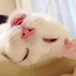 Setsu-Chan, il gatto giapponese che quando dorme diventa brutto04