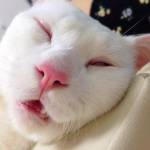 Setsu-Chan, il gatto giapponese che quando dorme diventa brutto03
