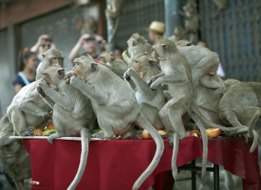 Thailandia, il buffet per sole scimmie05