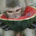 Thailandia, il buffet per sole scimmie03