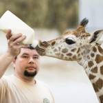 Ungheria, baby giraffa nutrita col biberon 04