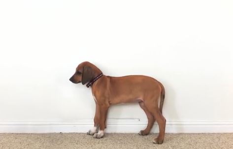 Come cresce un cane in 3 anni? Le immagini in timelaps VIDEO