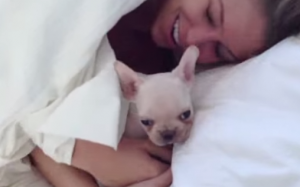 Mette cucciolo di bulldog nel letto, la reazione della moglie VIDEO