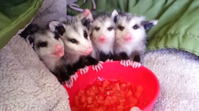 Cuccioli di opossum golosi: si mangiano l’anguria tutti insieme VIDEO