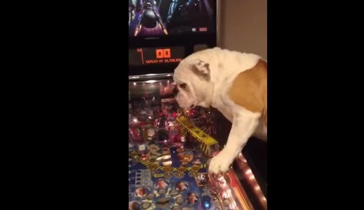 VIDEO YouTube: il bulldog è pazzo per il flipper