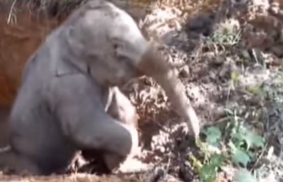 VIDEO YouTube. Cina, cucciolo di elefante cade in buca e rischia di morire