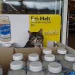 Mango, il gatto mascotte di un supermercato