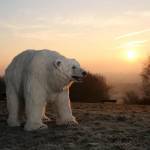 Orso polare a spasso per Londra per il lancio di "Fortitude06