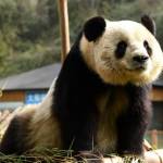 Cina, Sijia, il panda gigante prende il sole 01