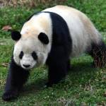 Cina, Sijia, il panda gigante prende il sole 02