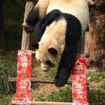 Cina, Sijia, il panda gigante prende il sole 03