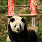Cina, Sijia, il panda gigante prende il sole 04