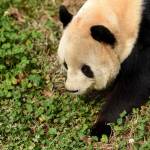 Cina, Sijia, il panda gigante prende il sole 05