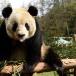 Cina, Sijia, il panda gigante prende il sole 26