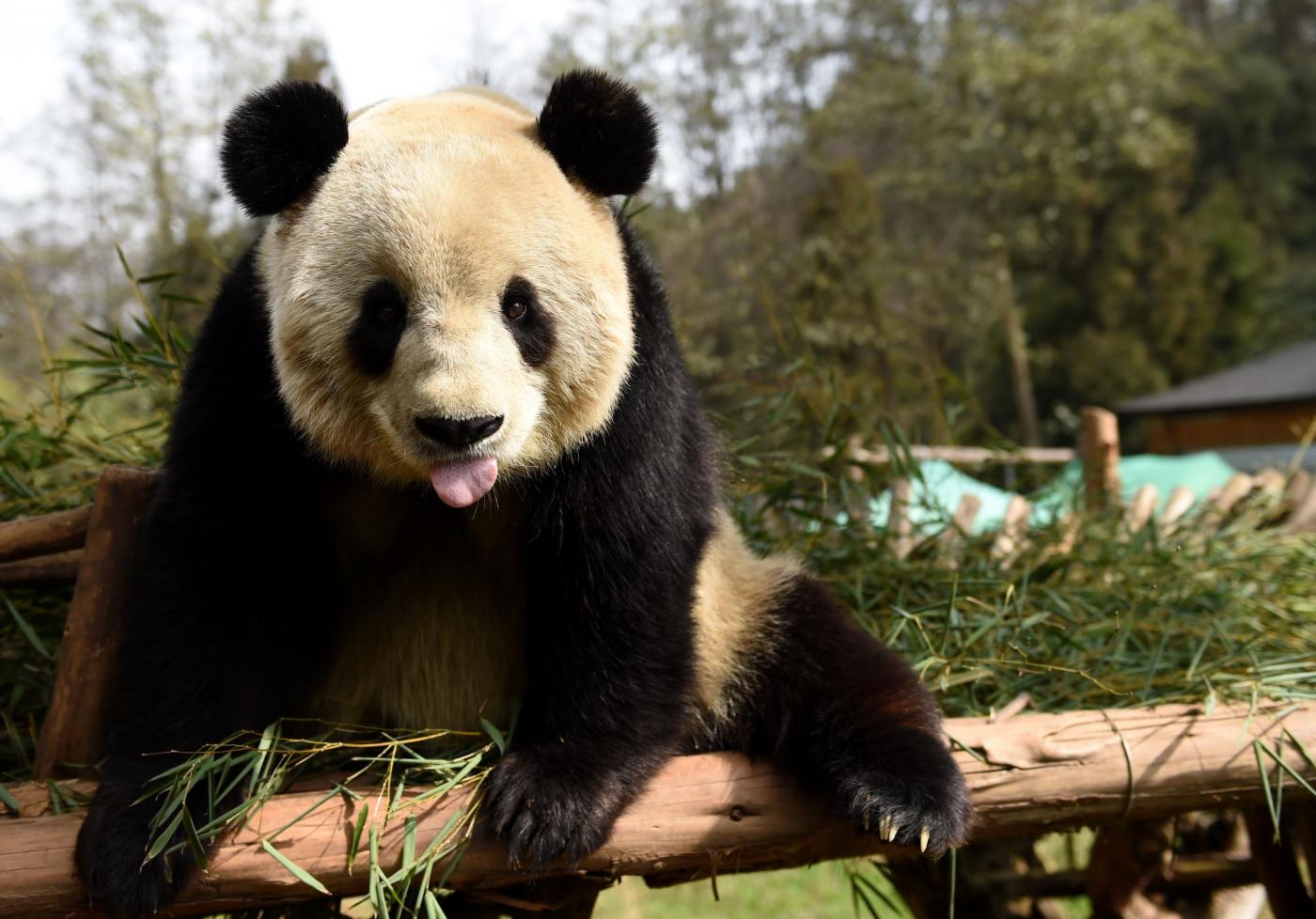 Cina, Sijia, il panda gigante prende il sole 26