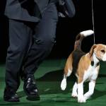 Miss P., un beagle di 4 anni è il cane più bello del mondo09