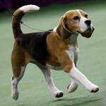 Miss P., un beagle di 4 anni è il cane più bello del mondo05