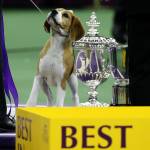 Miss P., un beagle di 4 anni è il cane più bello del mondo02