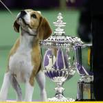 Miss P., un beagle di 4 anni è il cane più bello del mondo
