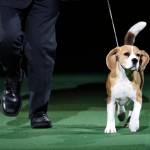 Miss P., un beagle di 4 anni è il cane più bello del mondo018