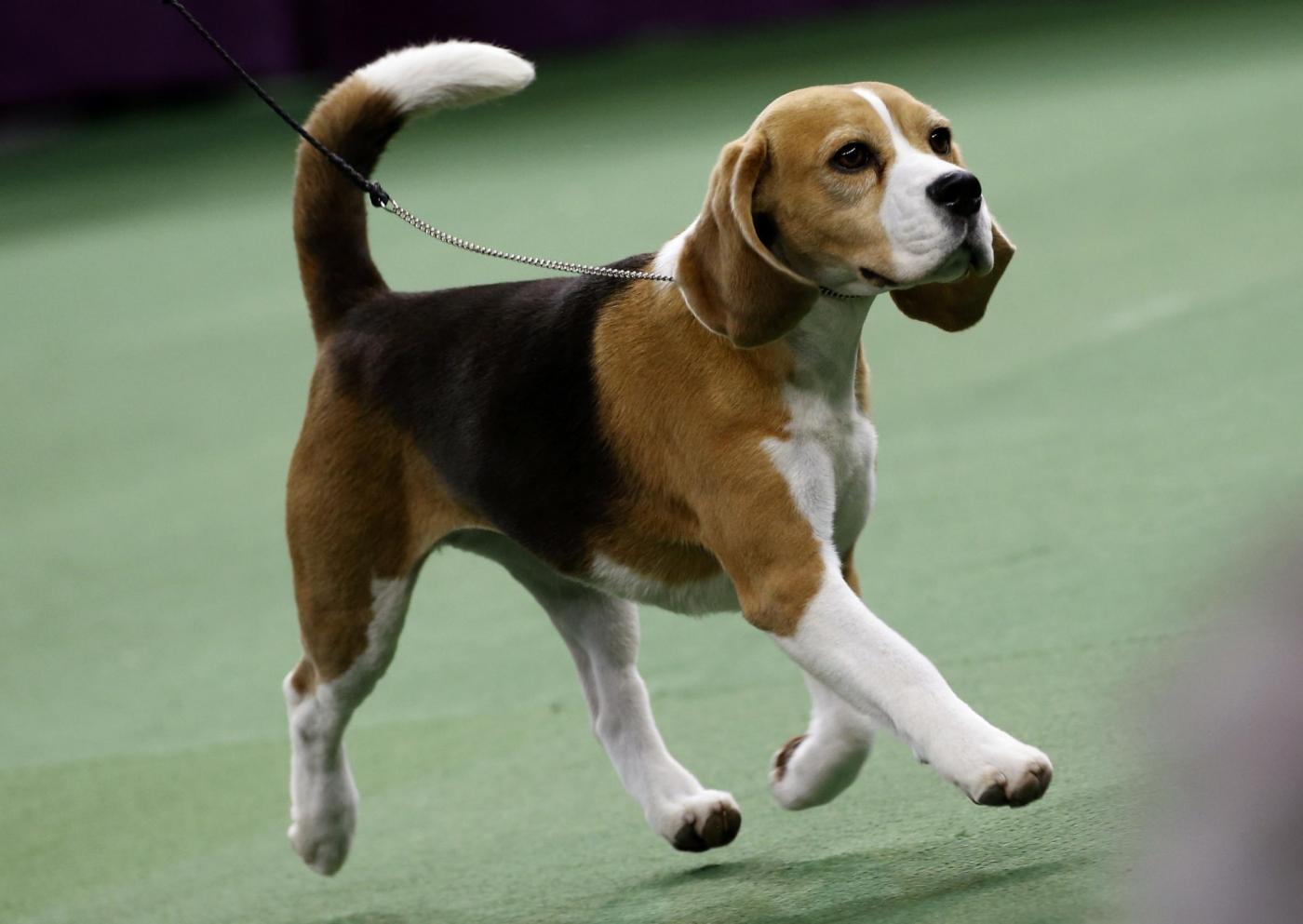 Miss P., un beagle di 4 anni è il cane più bello del mondo06