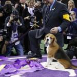 Miss P., un beagle di 4 anni è il cane più bello del mondo012