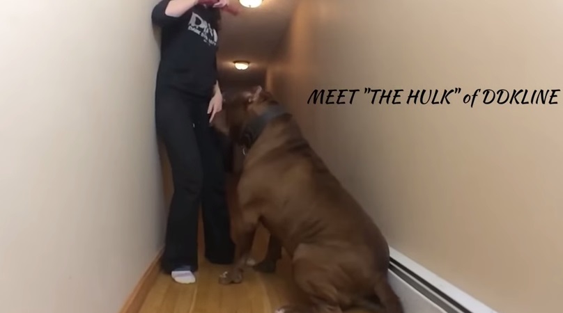 VIDEO YouTube: Hulk, il cane che a 17 mesi pesa 78 chili