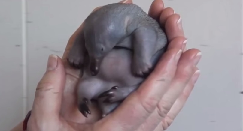 VIDEO YouTube: Sydney, cucciolo di echidna cade: inservienti zoo lo salvano