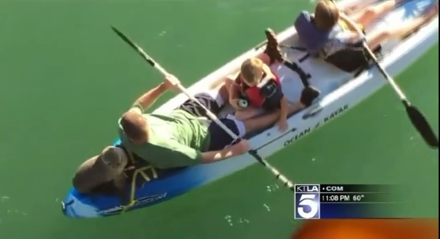 VIDEO YouTube: leone marino salta a bordo del kayak