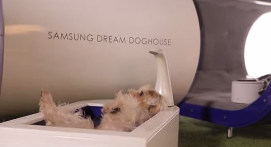 Cani Vip, la cuccia di lusso con idromassaggio e tapis roulant VIDEO