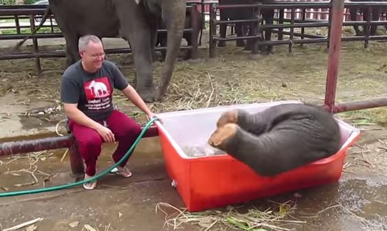 VIDEO Youtube, bagnetto del baby elefante finisce in rete