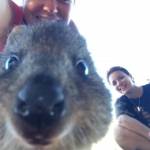 In posa con il quokka per un selfie: la nuova moda che viene dall'Australia16