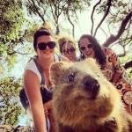 In posa con il quokka per un selfie: la nuova moda che viene dall'Australia05
