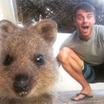 In posa con il quokka per un selfie: la nuova moda che viene dall'Australia03