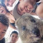 In posa con il quokka per un selfie: la nuova moda che viene dall'Australia13
