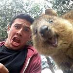 In posa con il quokka per un selfie: la nuova moda che viene dall'Australia11