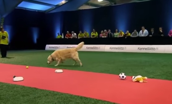 VIDEO YouTube: Golden Retriever che al concorso fa quello che vuole