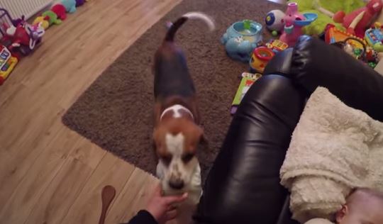 Cane aiuta papà a cambiare pannolino al figlio VIDEO