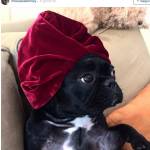 Lady Gaga, il cane Asia ha un profilo Instagram... 16mila follower FOTO 02