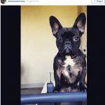 Lady Gaga, il cane Asia ha un profilo Instagram... 16mila follower FOTO