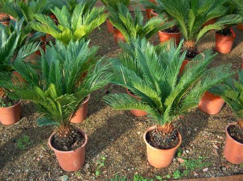 Hai un cane? Attenzione alla pianta Cycas: può ucciderlo!