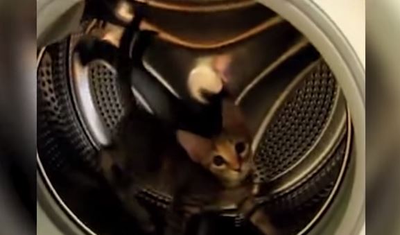 VIDEO Youtube, gatto finisce nella lavatrice spenta e non riesce a uscire