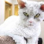 Alberto, gatto riccio sempre arrabbiato: spopola su Instagram FOTO