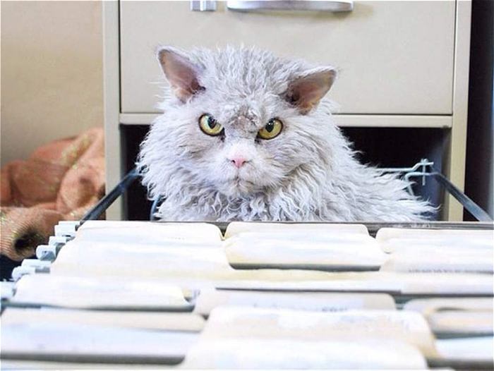 Alberto, gatto riccio sempre arrabbiato: spopola su Instagram FOTO 2