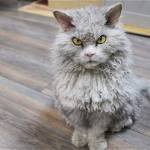 Alberto, gatto riccio sempre arrabbiato: spopola su Instagram FOTO 3