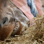 Scozia: la Giraffa Kelly operata ai denti al Safari Park112